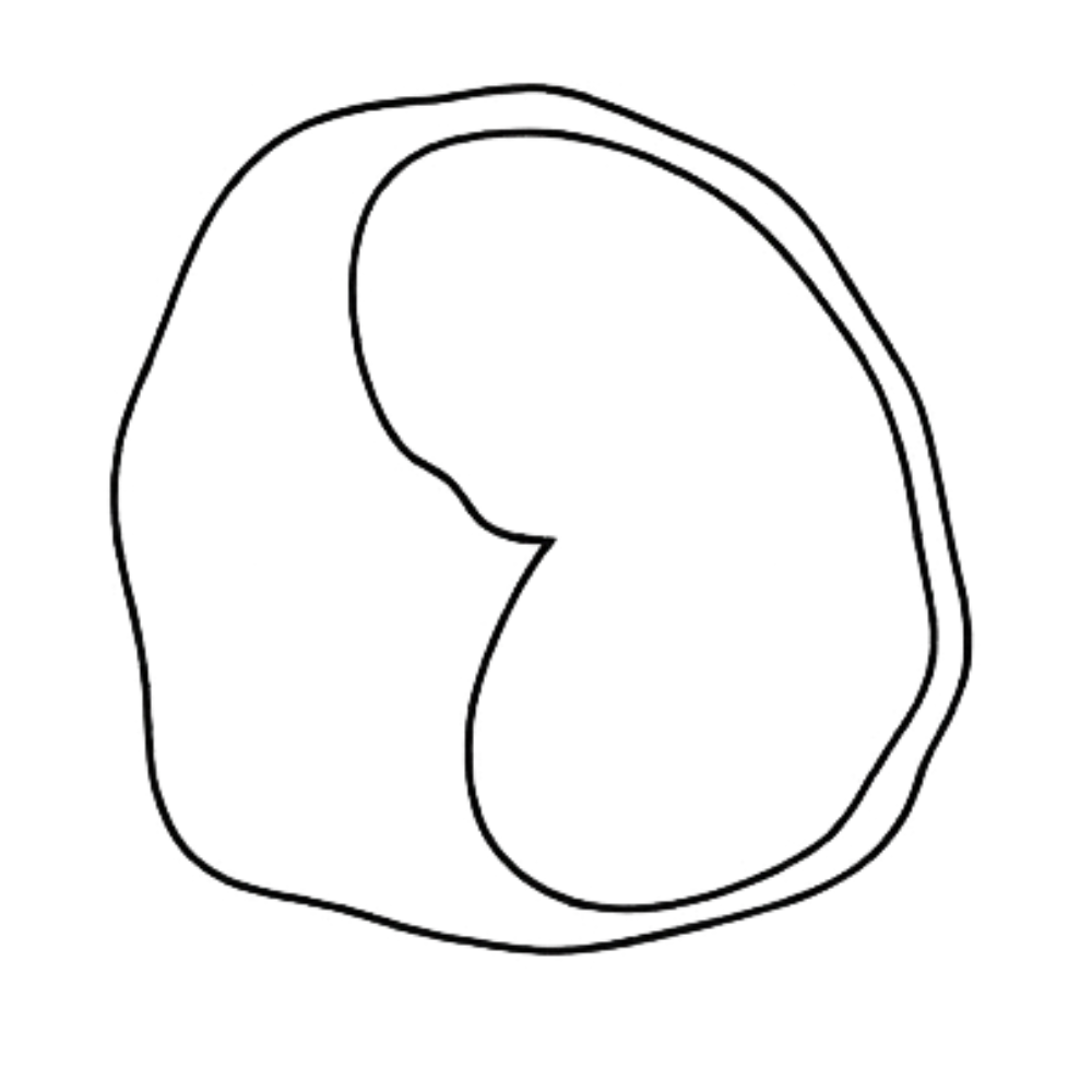 Macrophage / Monocyte diagram