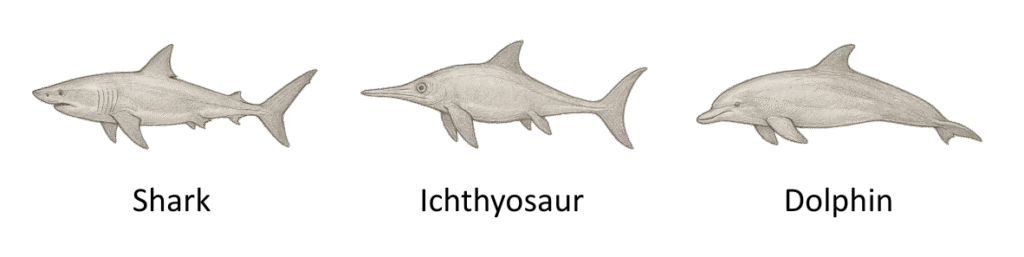 Picture of aquatic animals in convergent evolution - OCR A Level Biology revision