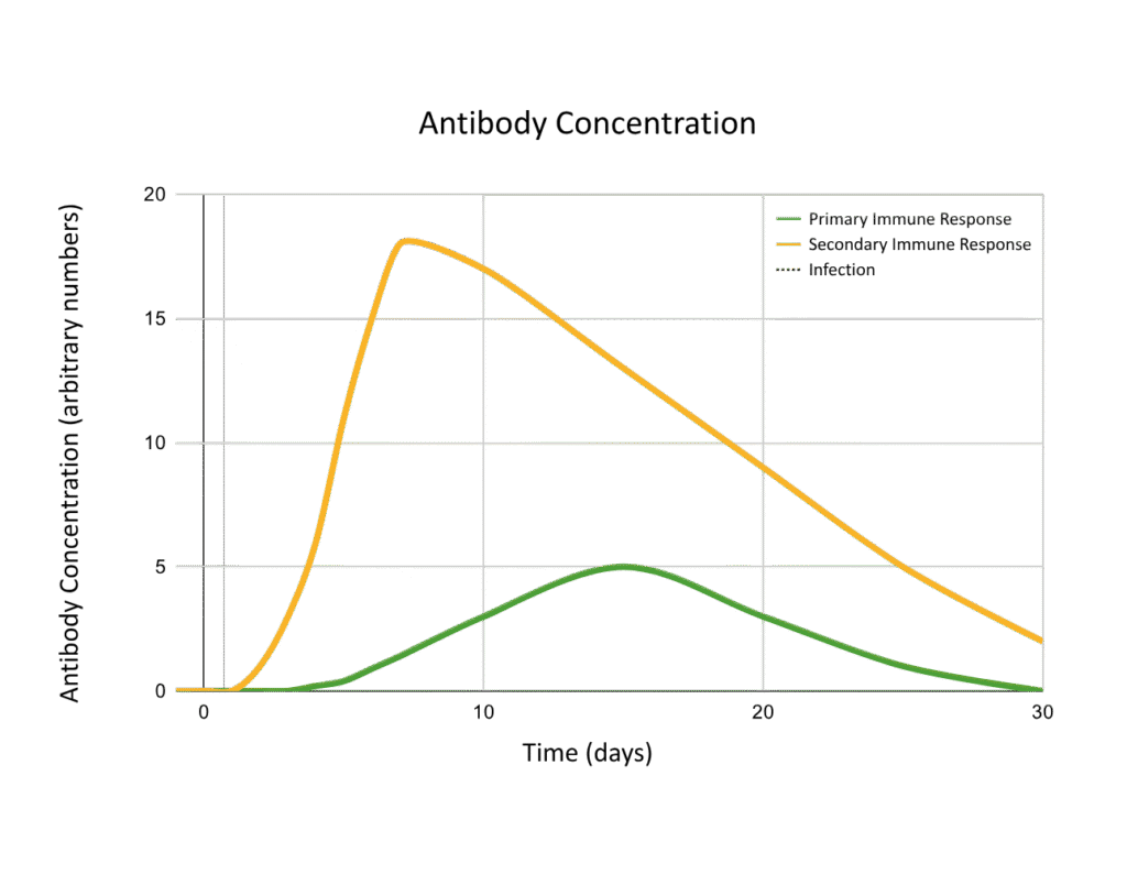 Graph of antibody concentration in the primary and secondary immune response - OCR A Level Biology revision