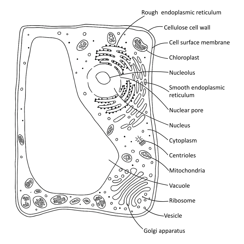 Labelled diagram of a eukaryotic plant cell showing structures and organelles - OCR A Level Biology revision