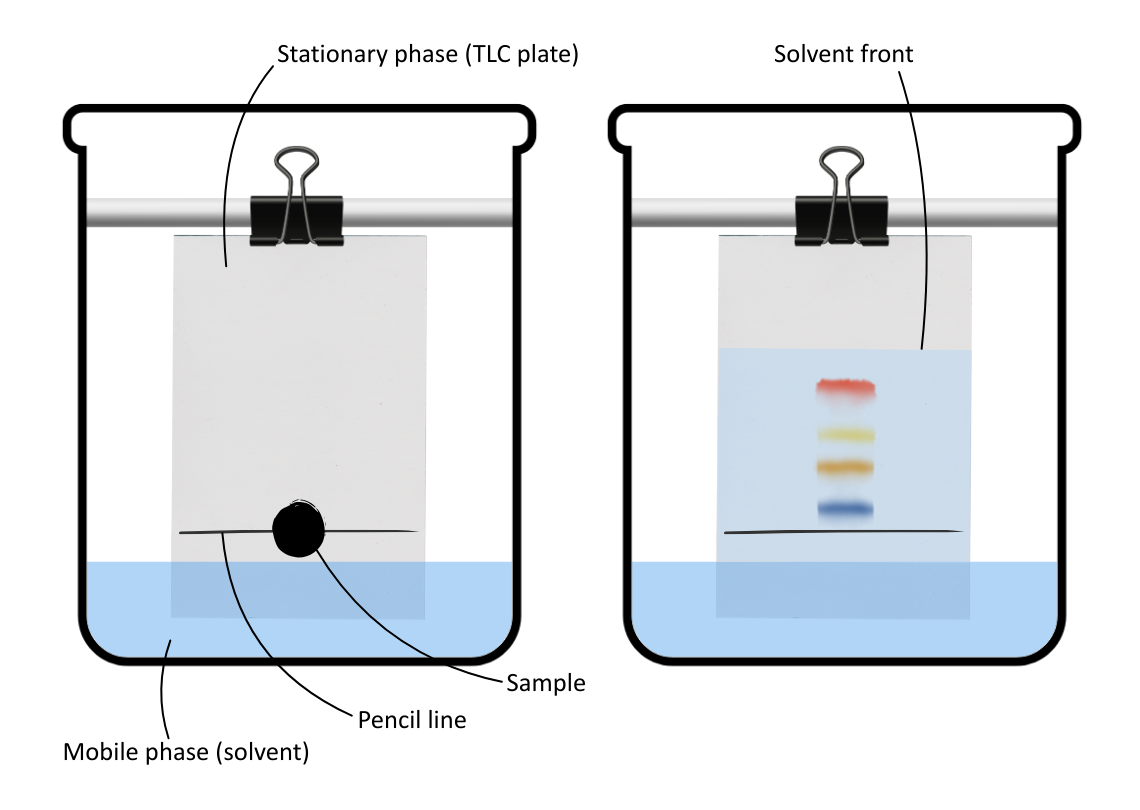Labelled diagram of chromatography with chromatogram - OCR A Level Biology revision