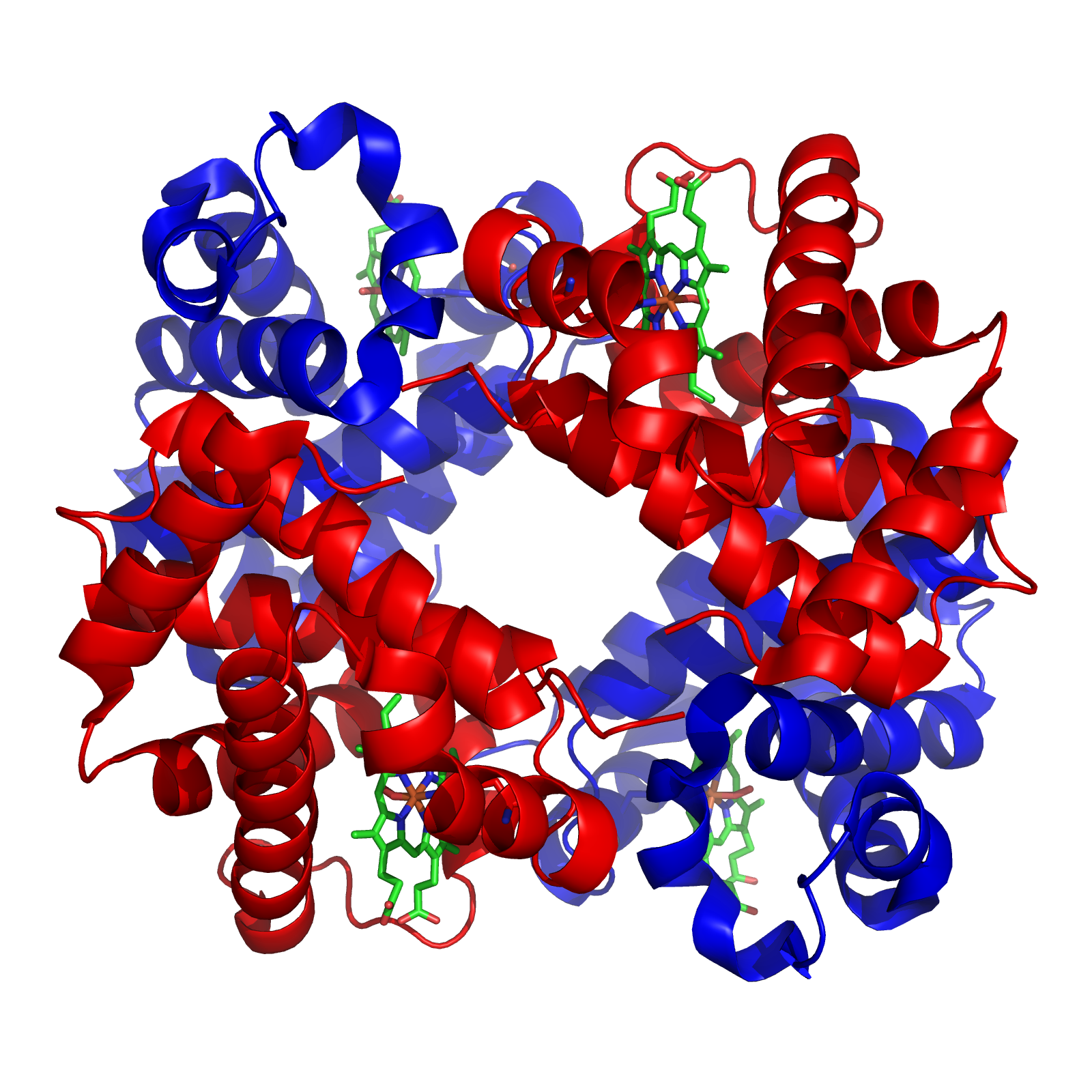 Diagram of a haemoglobin molecule's quaternary structure - OCR A Level Biology revision