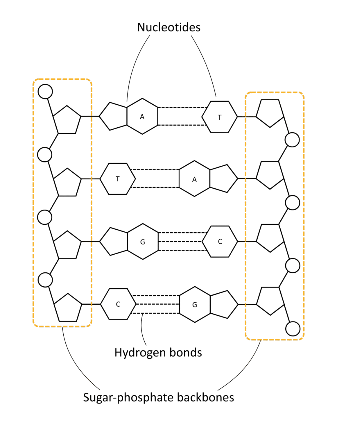 Labelled diagram of DNA with sugar-phosphate backbones highlighted - OCR A Level Biology revision