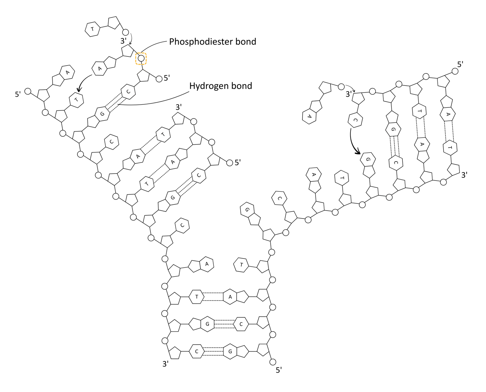 Labelled diagram of DNA replication with phosphodiester bond highlighted - OCR A Level Biology revision