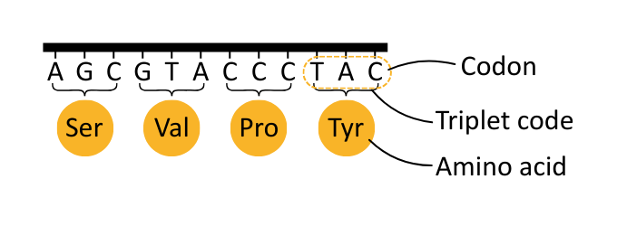 Labelled diagram of a gene with codon, triplet code and amino acid - OCR A Level Biology revision