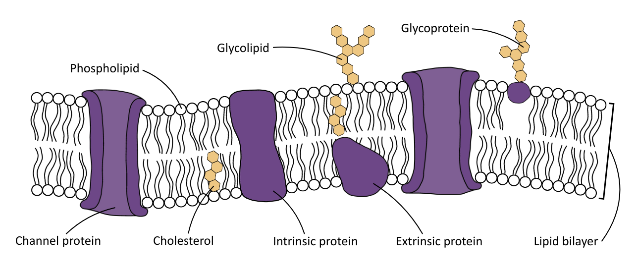 Labelled diagram of the cell surface membrane - OCR A Level Biology revision