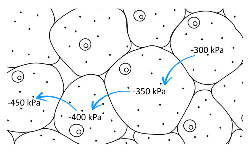 Diagram of water movement between cells - OCR A Level Biology revision
