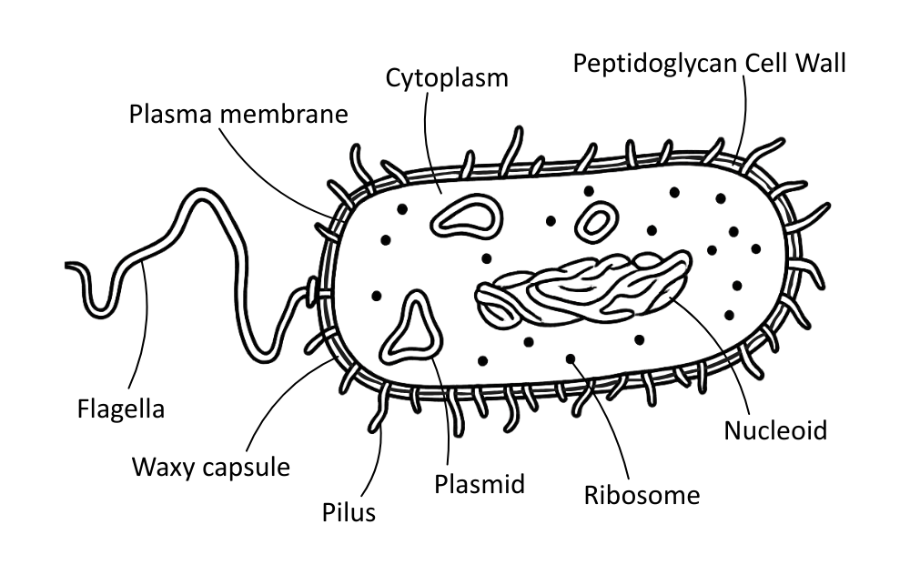 Labelled diagram of a prokaryotic (bacteria) cell's structures - OCR A Level Biology revision