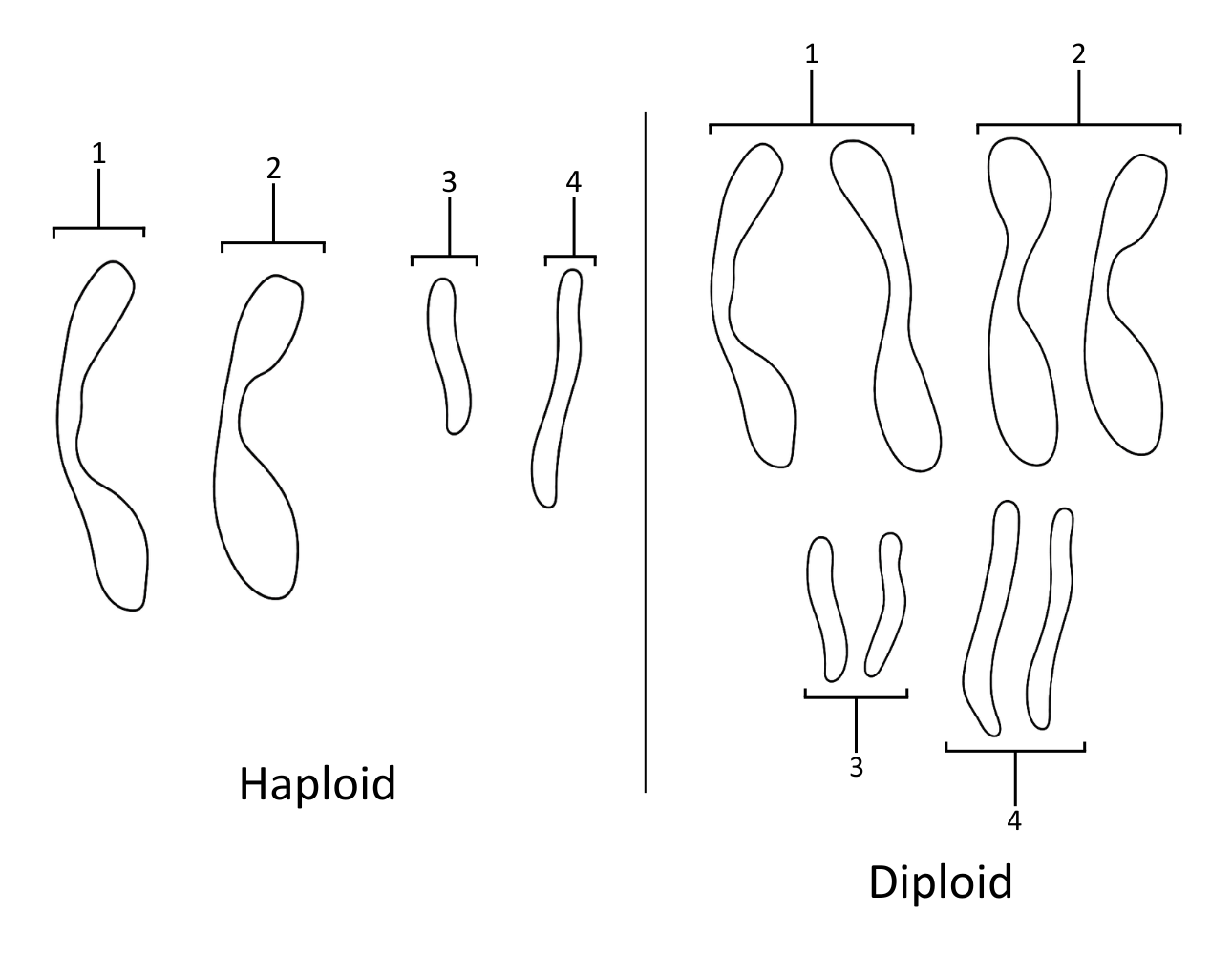 Diagram of haploid and diploid chromosomes - OCR A Level Biology revision