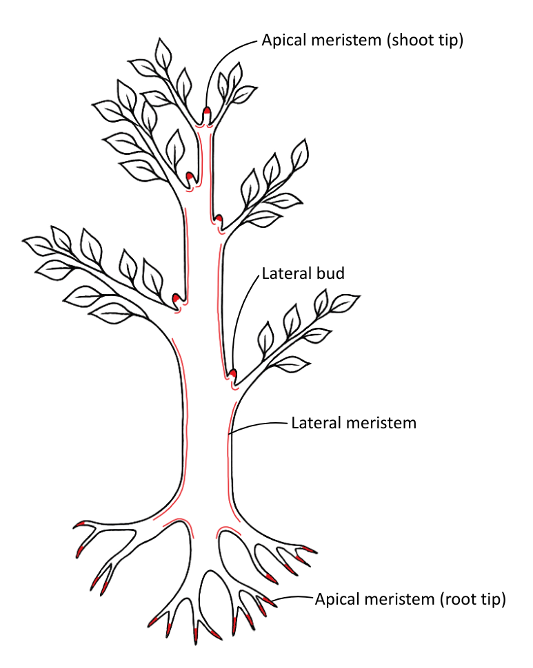 Diagram of apical and lateral meristem tissue in plants - OCR A Level Biology revision