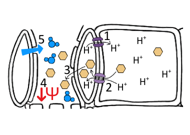 Diagram of sucrose loading at the source in translocation by companion cells - OCR A Level Biology revision