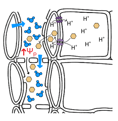 Diagram of mass flow in phloem with bulk flow - OCR A Level Biology revision