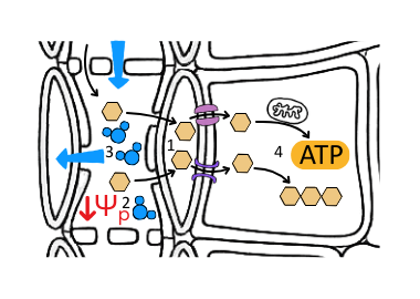 Diagram of sucrose unloading by companion cells at the sink in translocation - OCR A Level Biology revision