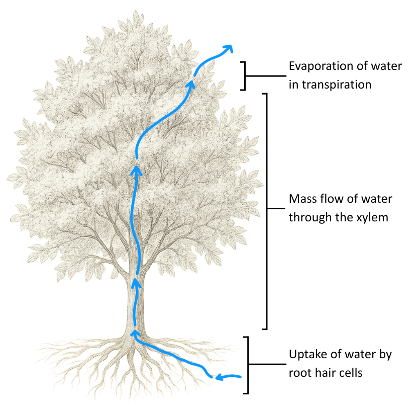 Labelled diagram of the transpiration stream - OCR A Level Biology revision