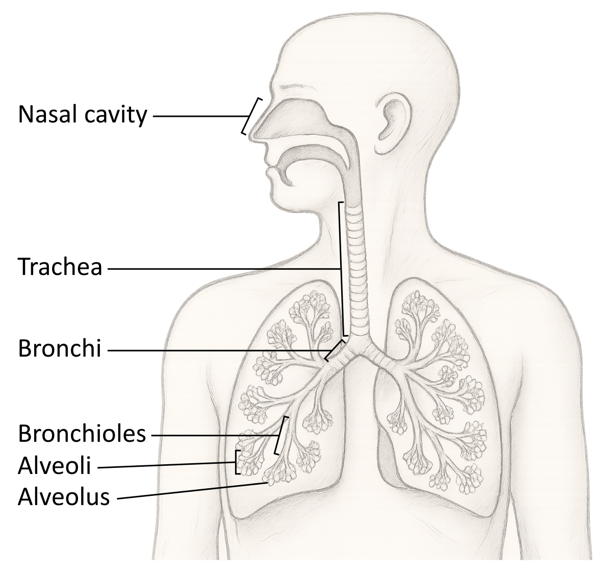 Labelled diagram of human gas exchange system - OCR A Level Biology revision