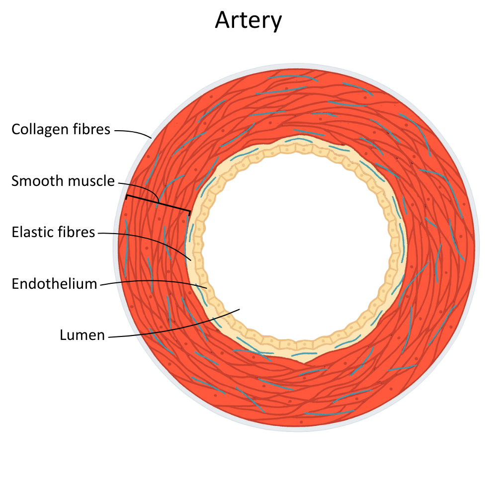Labelled diagram of artery - OCR A Level Biology revision