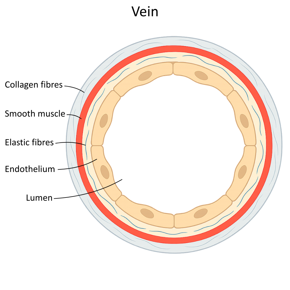 Labelled diagram of vein - OCR A Level Biology revision
