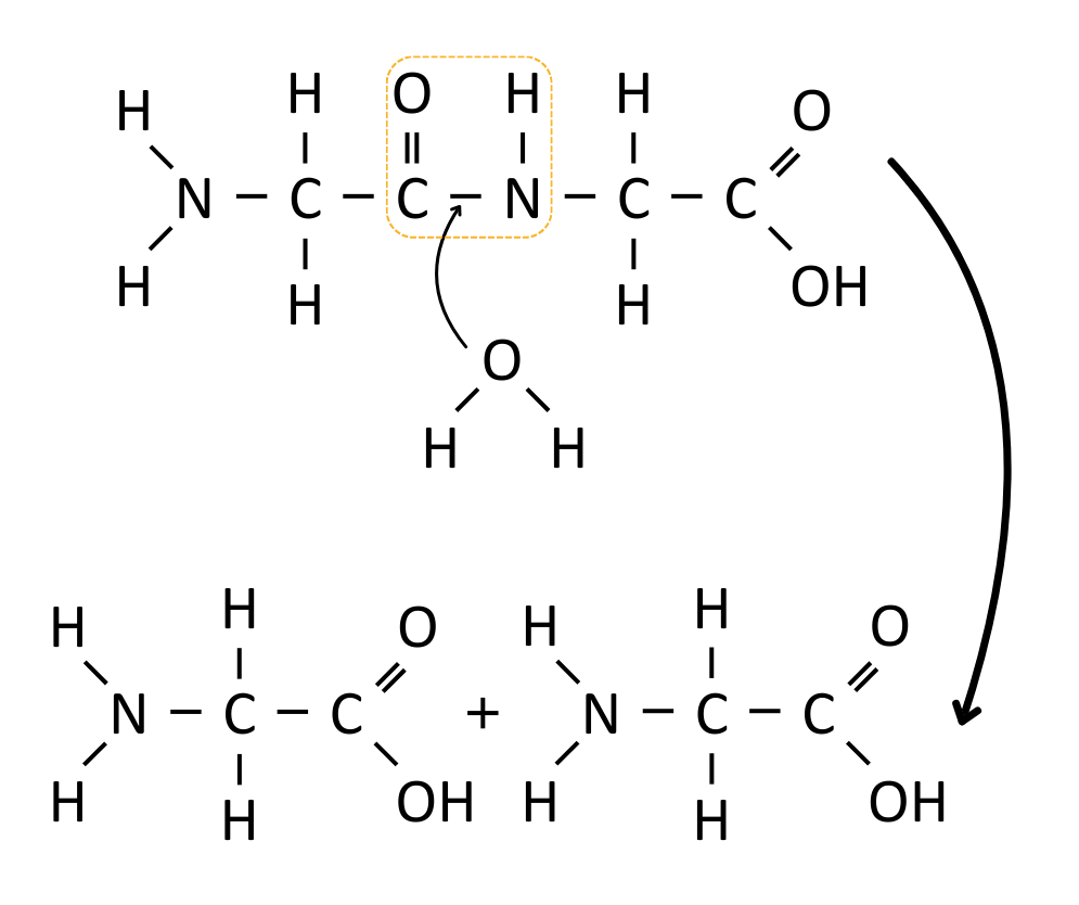 Diagram of a peptide bond being broken by hydrolysis - OCR A Level Biology revision