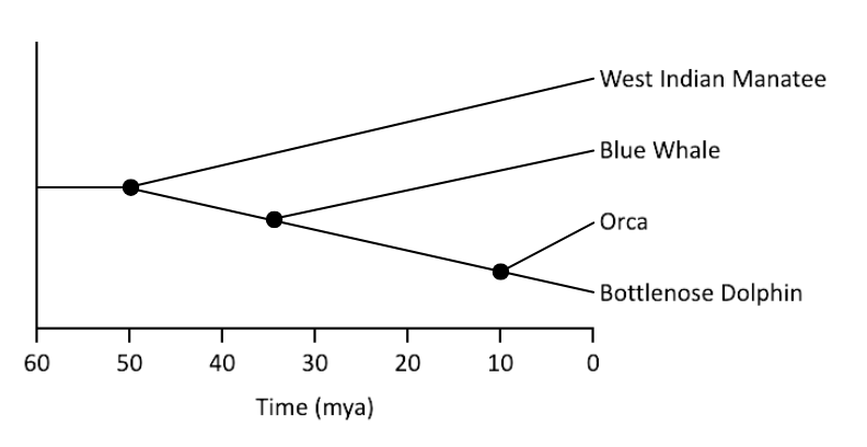 Phylogenetic tree of marine organisms showing evolutionary relationships - OCR A Level Biology revision