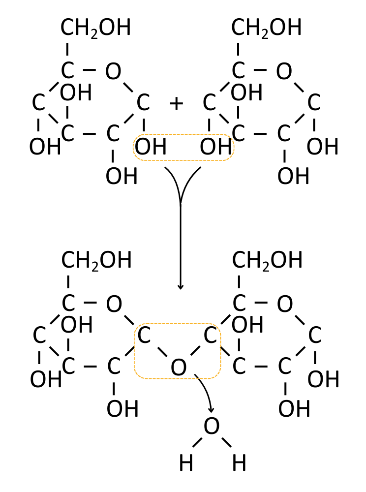 Diagram of two alpha glucose forming a glycosidic bond in a condensation reaction - OCR A Level Biology revision