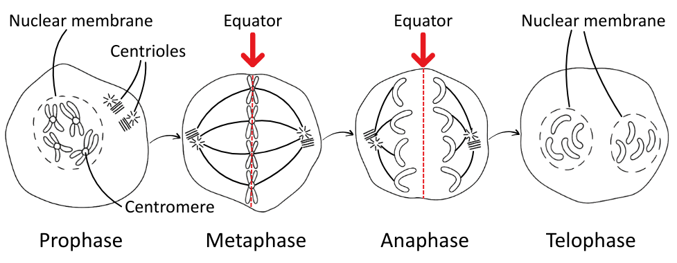 Labelled diagram of mitosis showing chromosome arrangements - OCR A Level Biology revision