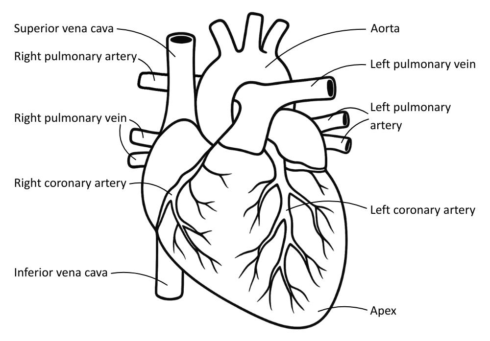 Labelled diagram of external heart structures - OCR A Level Biology revision