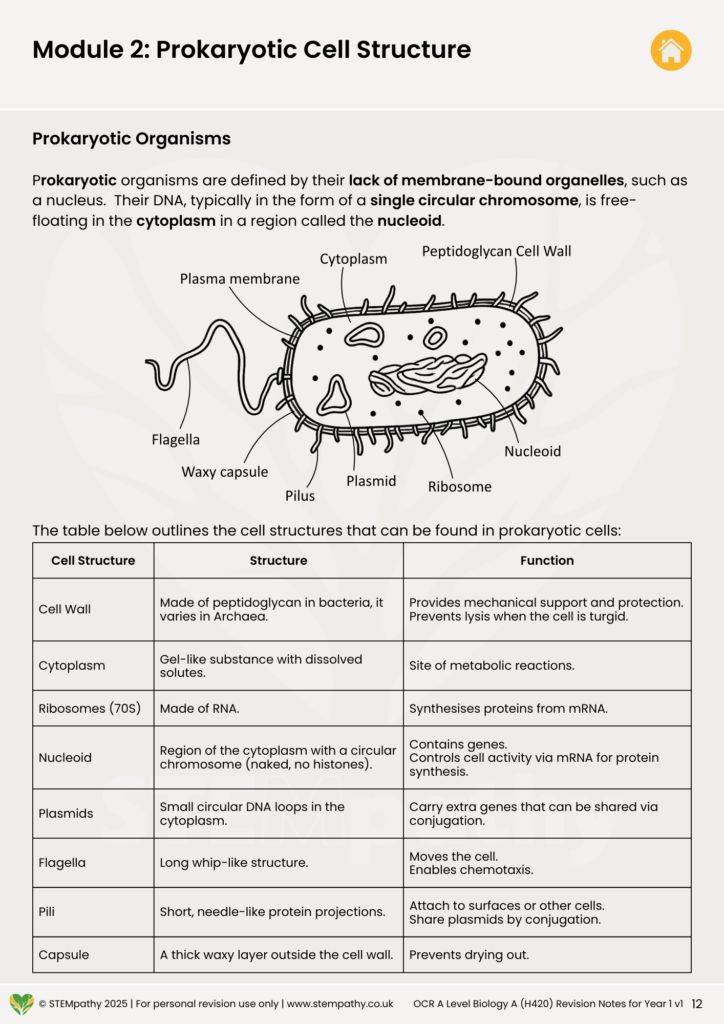 Ocr a level biology prokaryotic cell structure revision notes