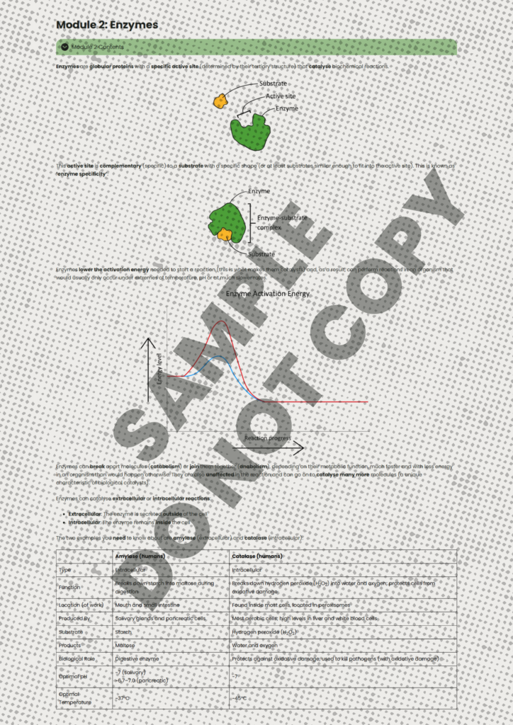 ocr a level biology enzymes
