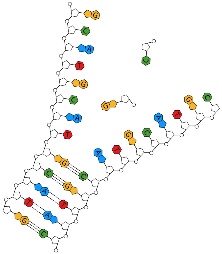 OCR A Level Biology revision resources