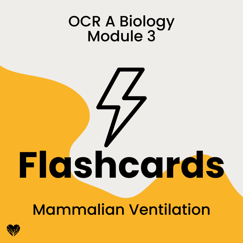 OCR A Level Biology Flashcards: Mammalian Ventilation