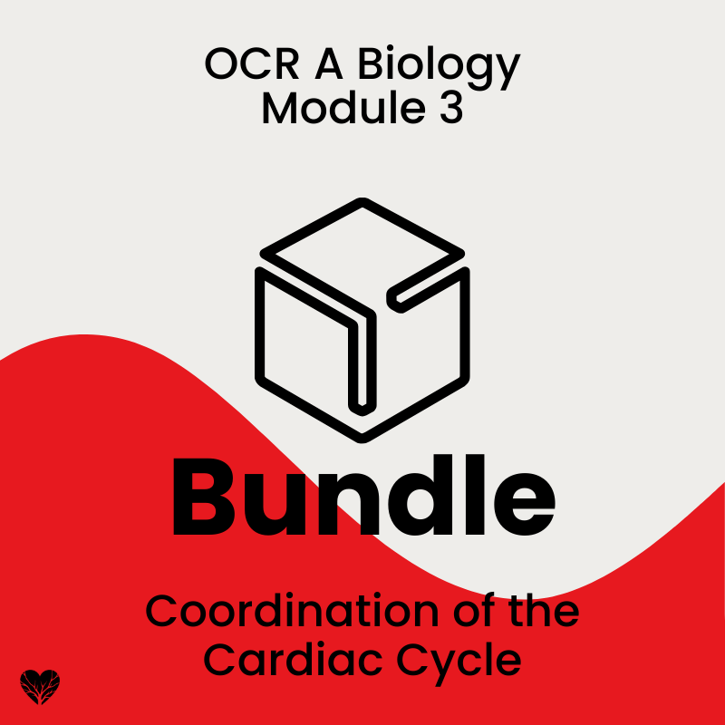 OCR A Level Biology Coordination of the Cardiac Cycle Bundle