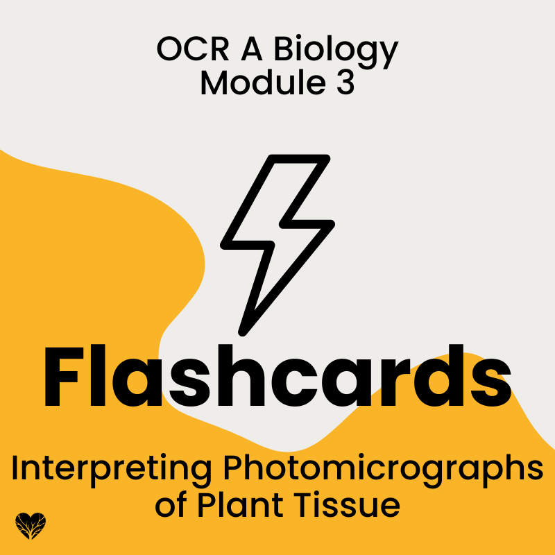 OCR A Level Biology Flashcards: Interpreting Photomicrographs of Plant Tissue