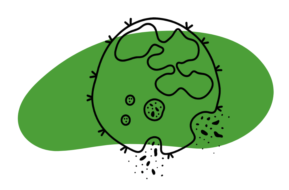 OCR A Level Biology Textbook Phagocytosis