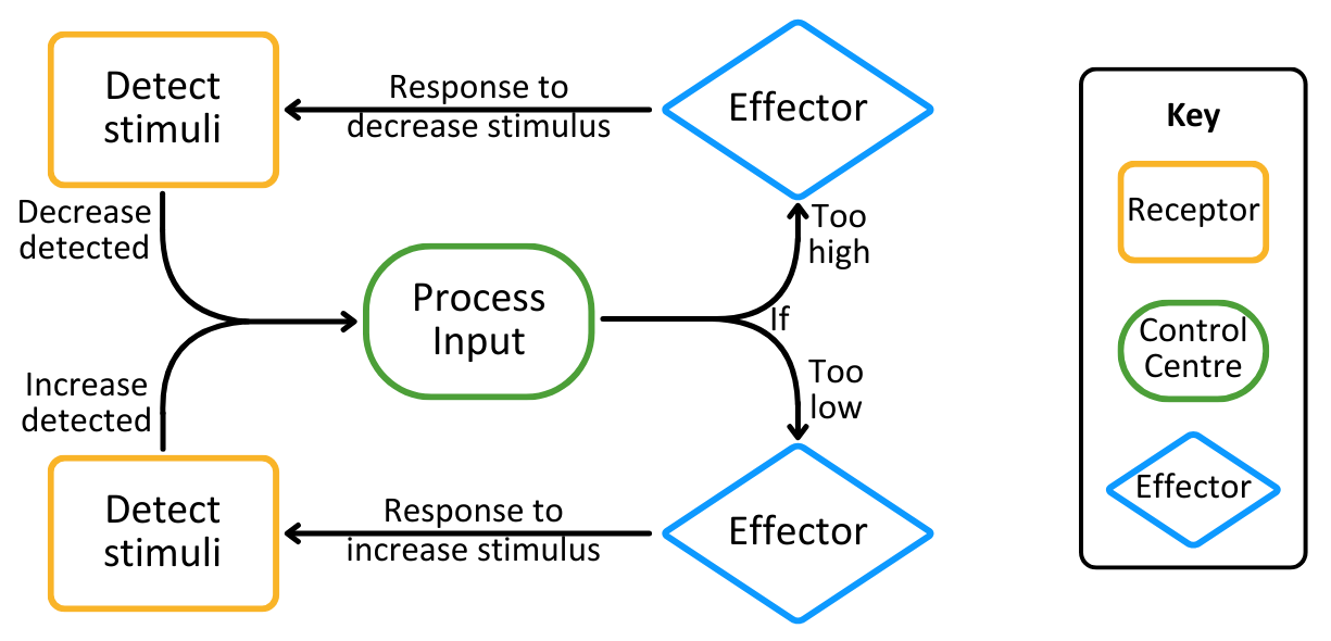 Generic Negative Feedback Flowchart OCR A Level Biology