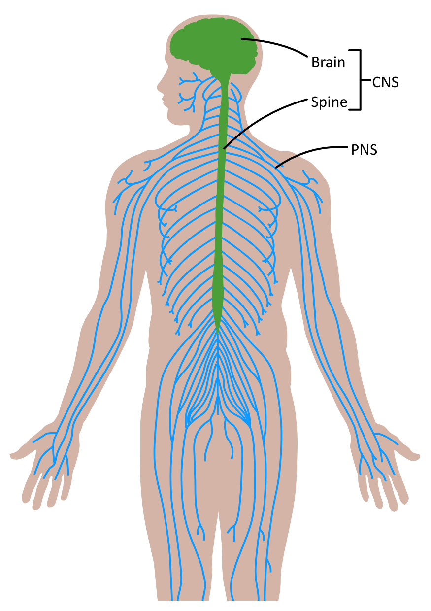 CNS and PNS Outline Diagram OCR A Level Biology