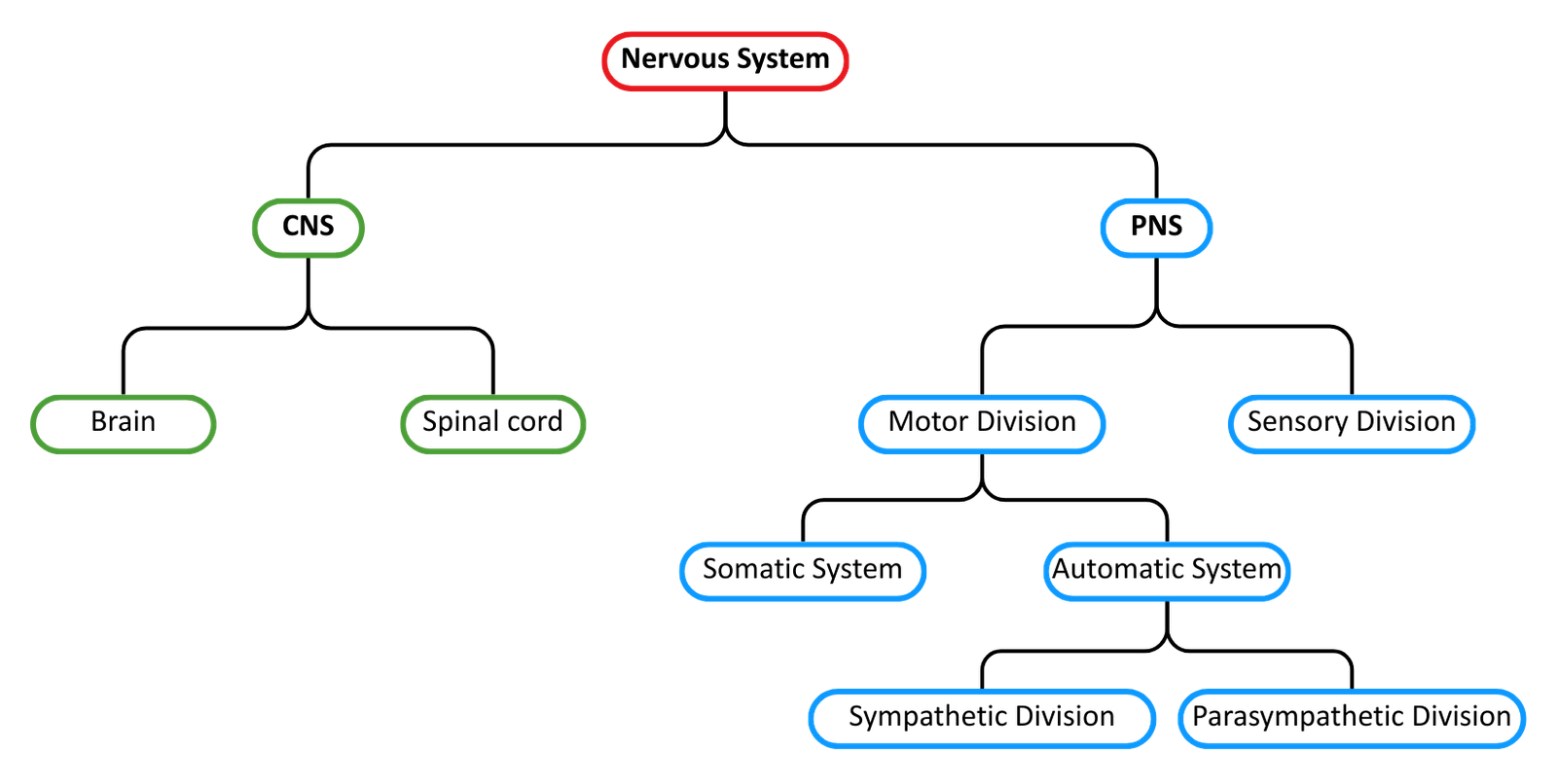 CNS and PNS Divisions Diagram OCR A Level Biology