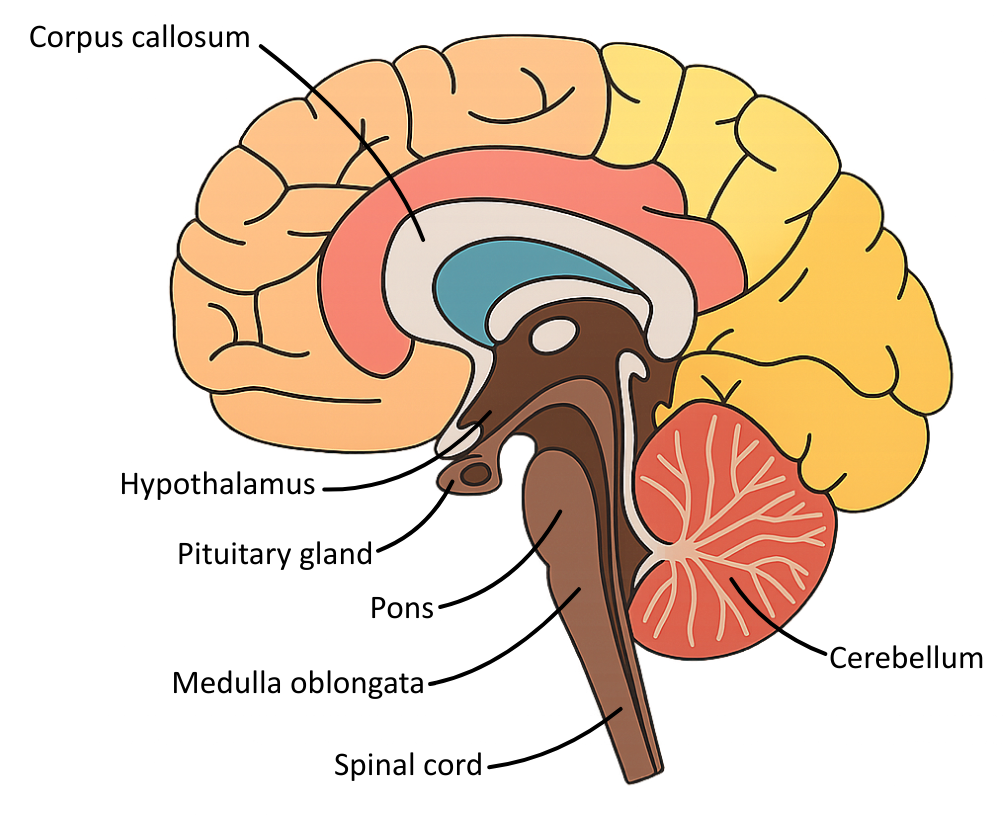 Internal Cross-Section Of Structures In The Brain OCR A level Biology