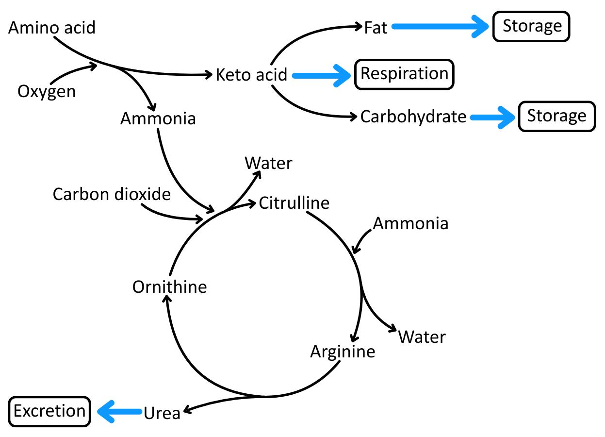 Ornithine cycle with keto acid uses OCR A Level Biology
