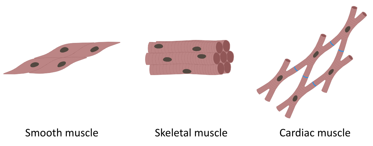 Types Of Muscle Overview OCR A Level Biology
