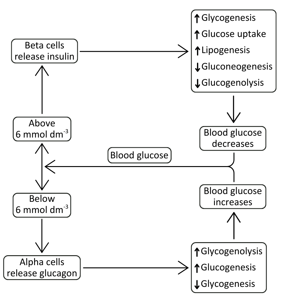 Blood Glucose Negative Feedback diagram OCR A Level biology