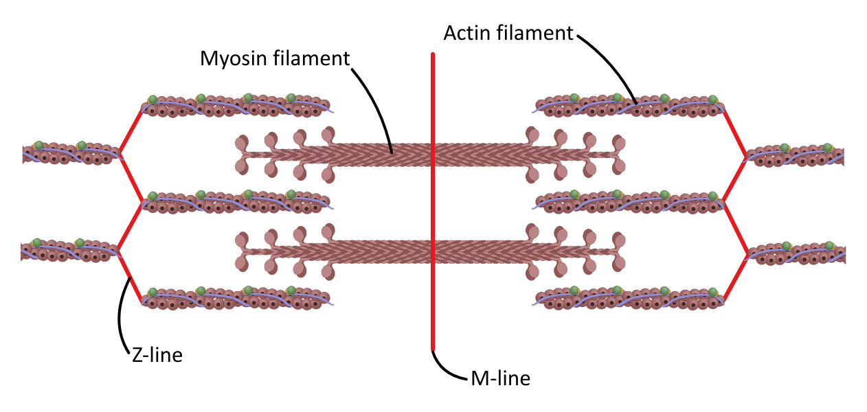 Labelled sarcomere diagram OCR A Level Biology
