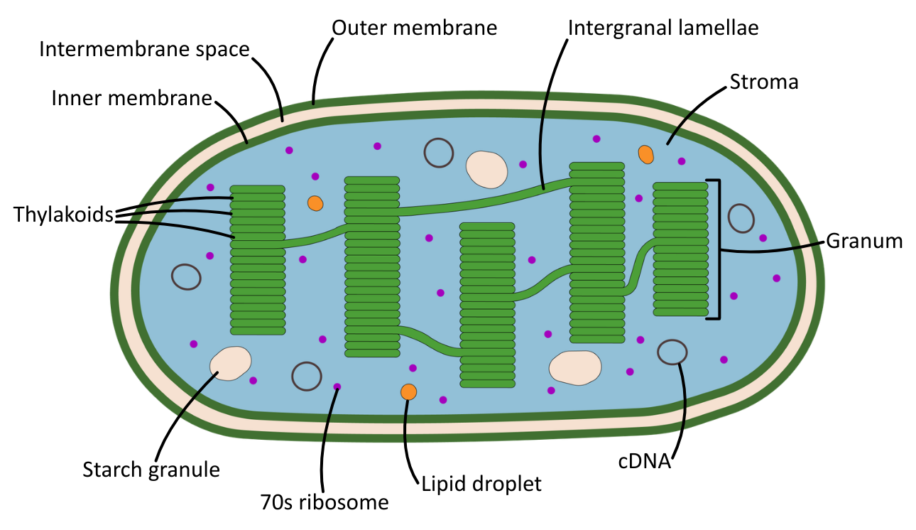 Chloroplast structure labelled diagram OCR A Level Biology