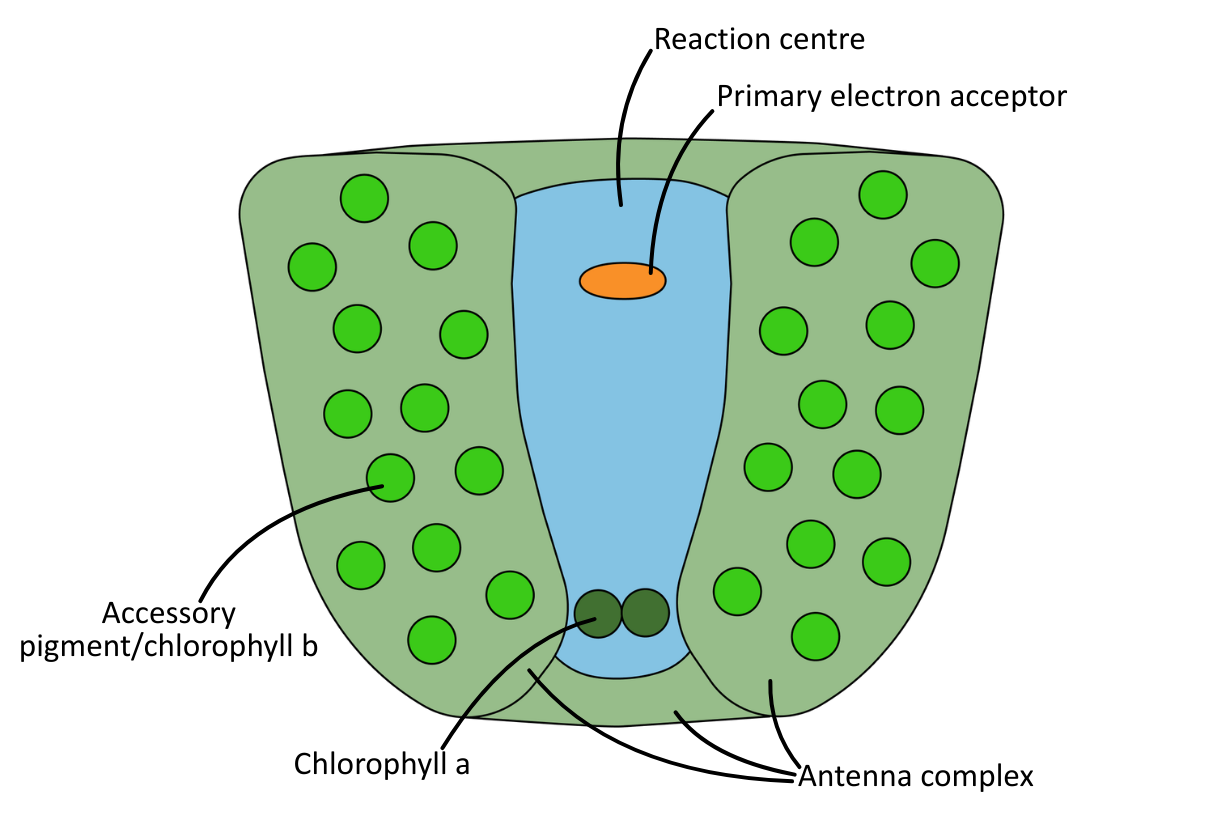 Photosystem diagram labelled OCR A Level Biology