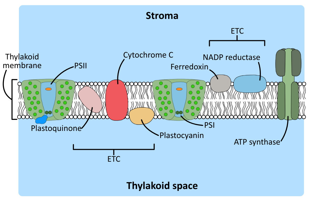 Electron Transport Chain diagram OCR A Level Biology