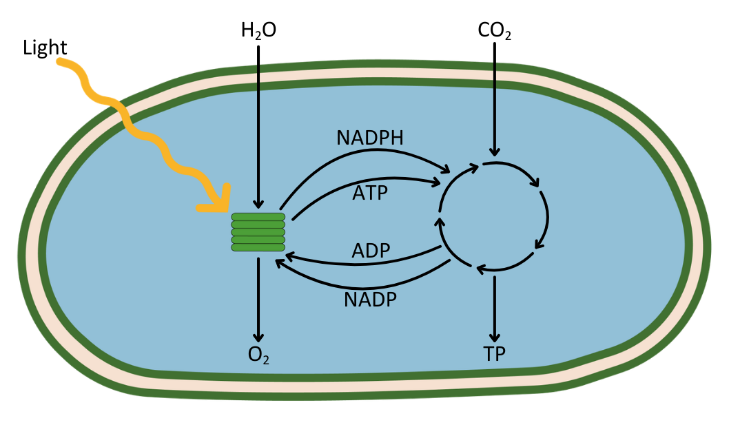 Interdependence Of Light Dependent and Light Independent Reactions OCR A Level Biology