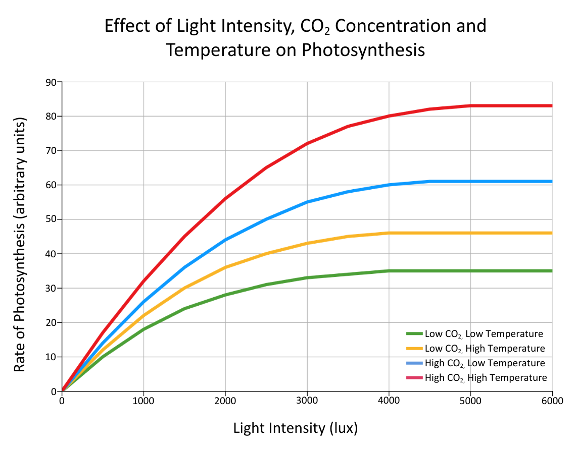 Light Intensity Graph Photosynthesis graph OCR A level Biology