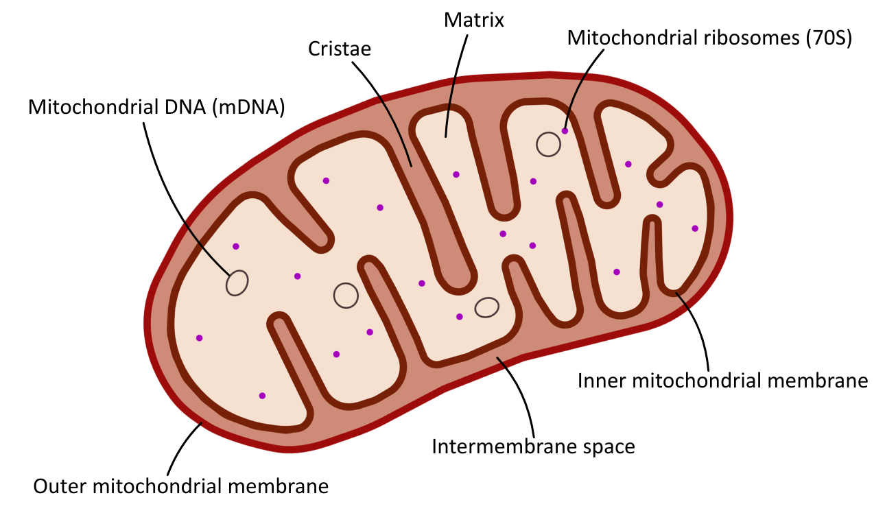 Mitochondria structure labelled OCR A level Biology