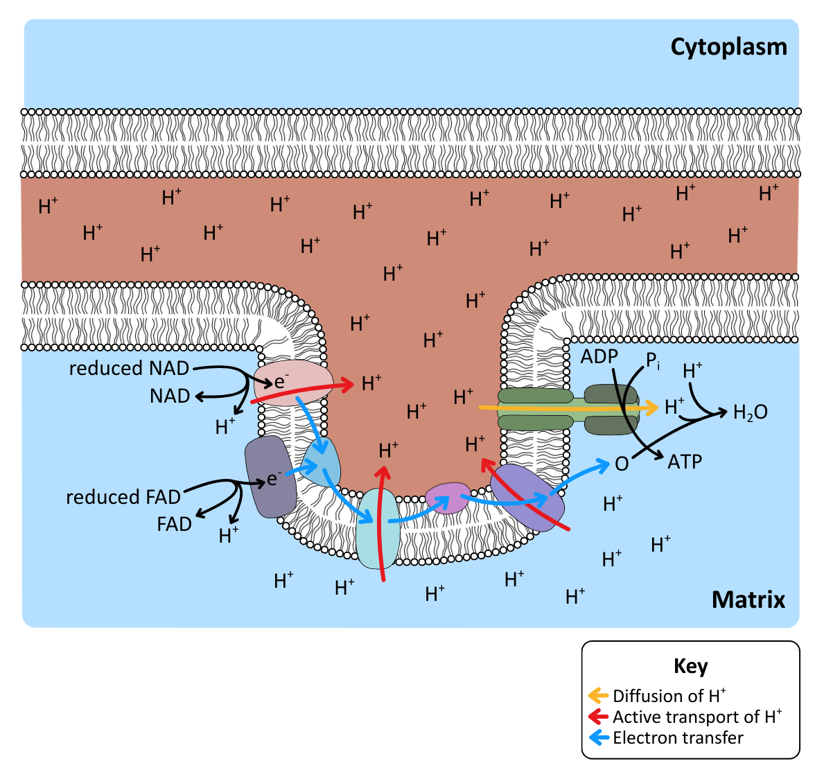 Oxidative Phosphorylation diagram OCR A level Biology