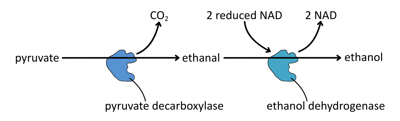 Ethanol Fermentation Outline OCR A Level Biology