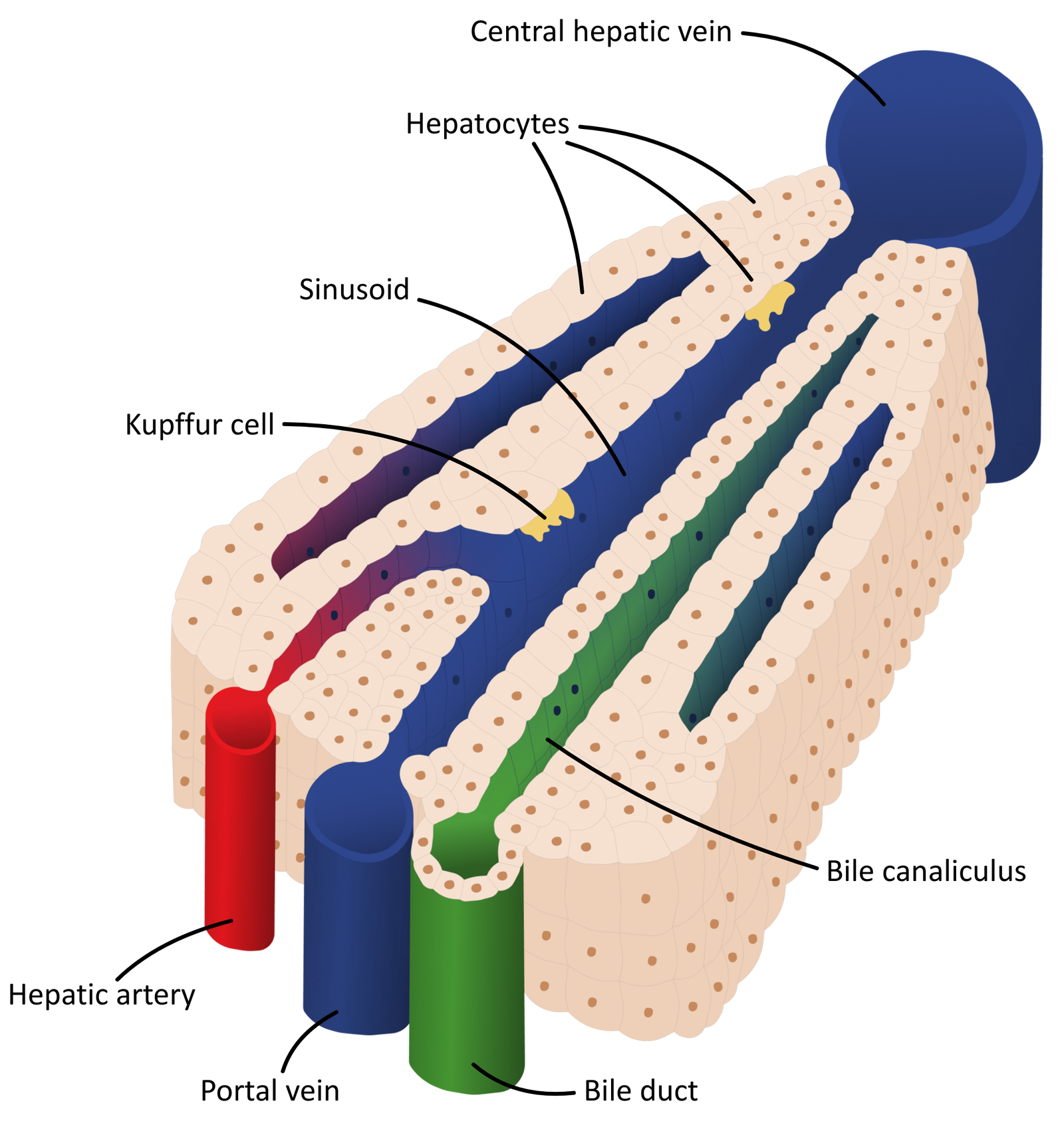 Liver Lobule diagram OCR A Level Biology